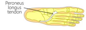 Peroneus longus muscle tendon insertion