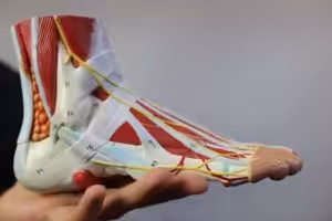 Ankle Sprain ligaments grade 1 recovery time