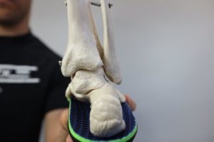 Back of the heel pain ankle joint anatomy: tibial fibula talus