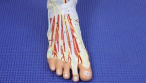 What Causes Night Toe Cramps 3 What Causes Night Toe Cramps? Causes & Best Home Treatment 2020!