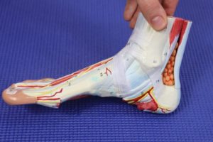 inside of the ankle pain posterior tibialis tendon PT nerve