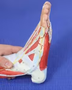 Bone on Side of Foot Sticks Out 2026: Causes & Treatment 1 Bone on Side of Foot Sticks Out and Hurts: Causes & Best Treatment!