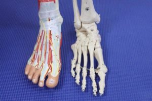 Ankle joint ligaments, muscles and nerves
