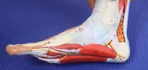 bottom of foot pain