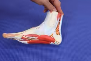 Inside of the ankle pain