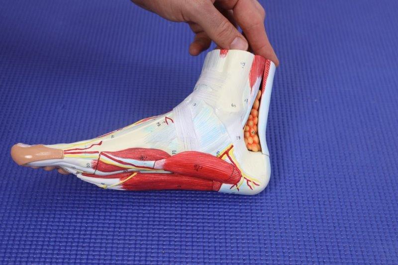 Deltoid Ligament Injury 2026 | Podiatrist Guide 1 Inside of the ankle pain