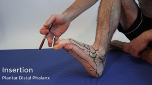 flexor hallucis longus muscle tendon insertion