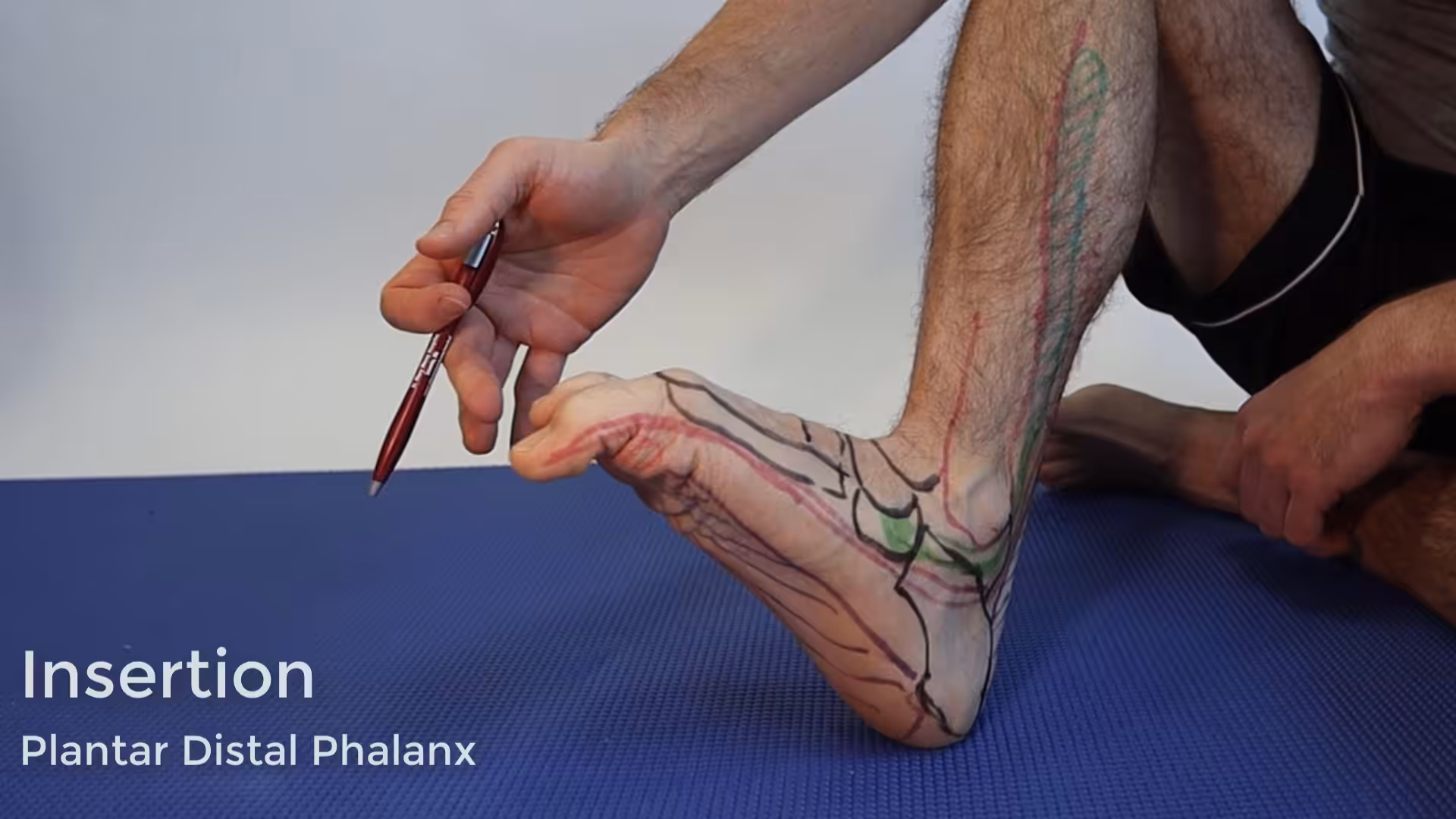 Flexor Hallucis Longus Muscle Tendon Insertion - Balance Foot & Ankle