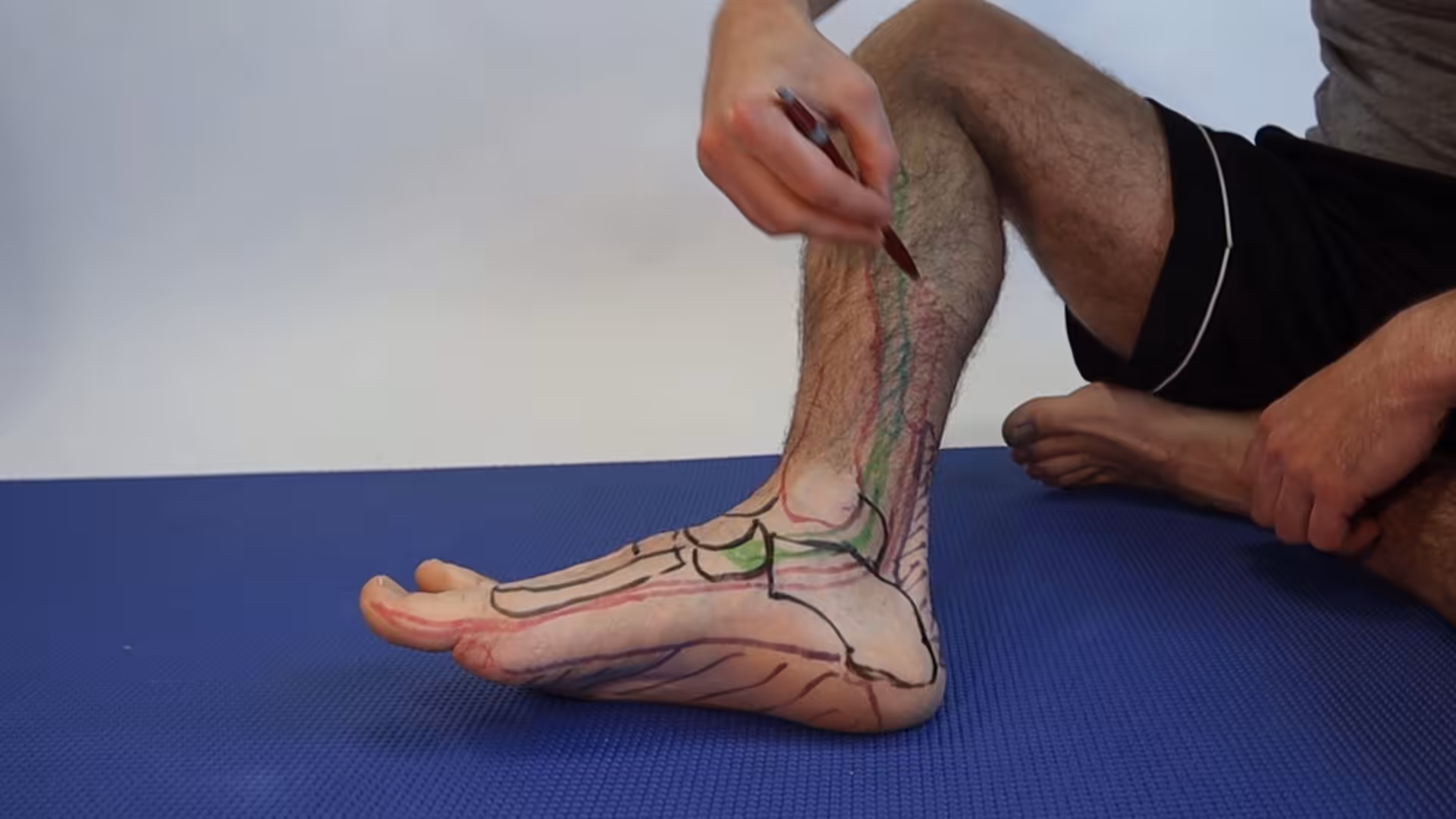 Flexor Hallucis Longus Muscle Tendon Origin - Balance Foot & Ankle