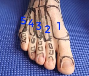 Stress Fracture Healing Time 6 Metatarsal stress fracture anatomy
