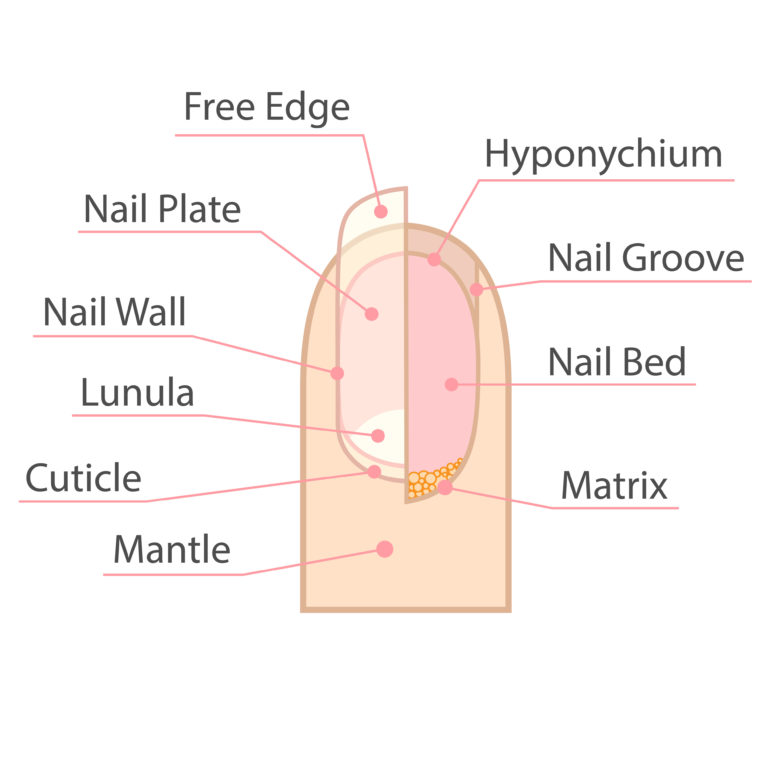 Dent in my toenail or indented toenail depression