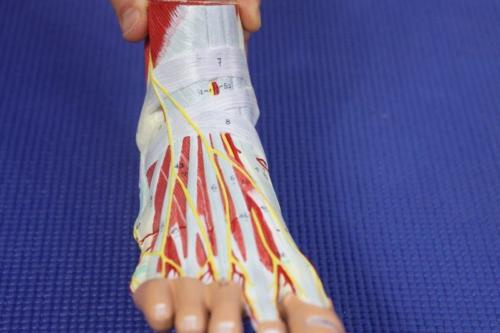 Top of the foot pain nerve pain to the medial dorsal cutaneous nerve