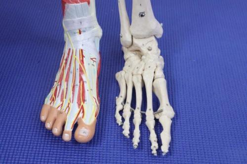 Ankle joint ligaments, muscles and nerves