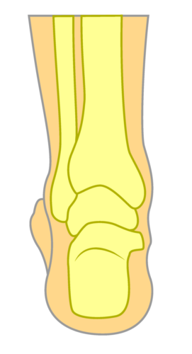 Back of the ankle bone structure
