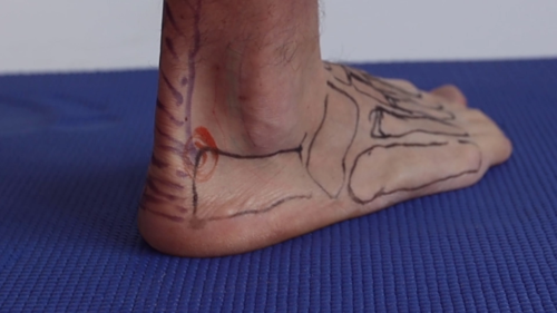 Heel insertion achilles tendon