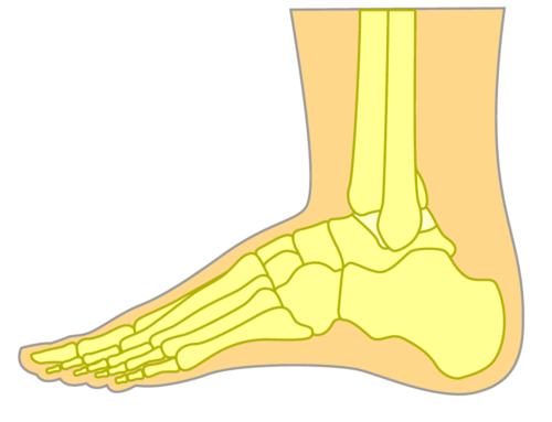 Top of the Foot Bones Side view