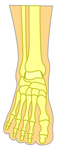 Top of the Foot Bones