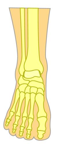 Top of the foot bone structure