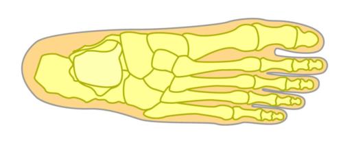 Top of the foot view of bones