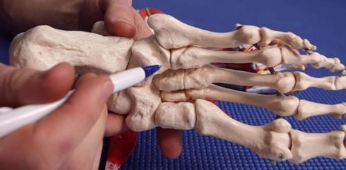 Cuboid bone peroneal tendon groove