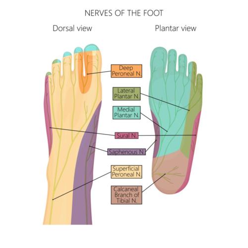 Nerves to the bottom of the foot.
