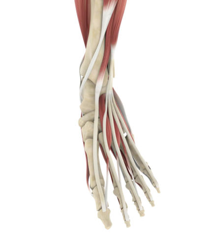 Extensor tendonitis top of the foot pain anatomy.