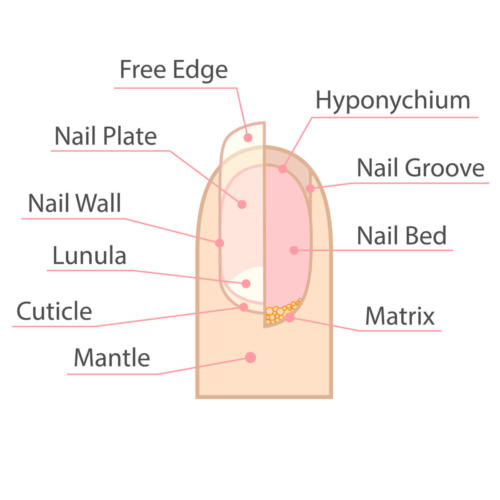 Structure and anatomy of human toenail