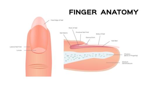 Anatomy of a fingernail and toenail.